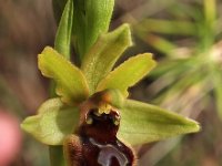 Ophrys araneola 4, Saxifraga-Hans Dekker