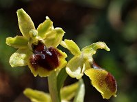 Ophrys araneola 6, Saxifraga-Hans Dekker