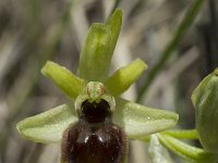 Ophrys araneola 7, Saxifraga-Willem van Kruijsbergen