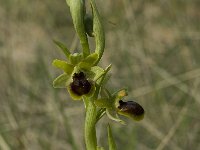 Ophrys araneola 8, Saxifraga-Willem van Kruijsbergen
