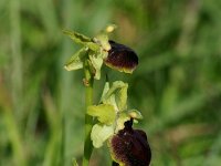 Ophrys aranifera 1, Saxifraga-Dirk Hilbers