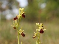 Ophrys aranifera 3, Saxifraga-Dirk Hilbers