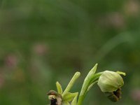 Ophrys aranifera 4, Saxifraga-Dirk Hilbers