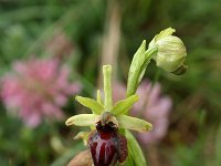 Ophrys aranifera 5, Saxifraga-Dirk Hilbers