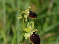 Ophrys aranifera 7, Saxifraga-Dirk Hilbers
