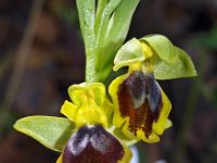Ophrys archimedea 2, Saxifraga-Hans Dekker
