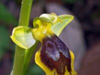 Ophrys archimedea 3, Saxifraga-Hans Dekker