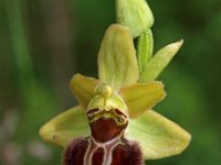 Ophrys argensonensis 1, Saxifraga-Hans Dekker