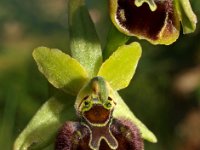 Ophrys argensonensis 2, Saxifraga-Hans Dekker