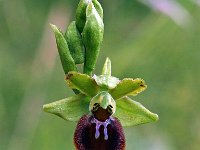 Ophrys argensonensis 3, Saxifraga-Hans Dekker