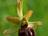 Ophrys argensonensis 4, Saxifraga-Hans Dekker