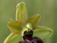 Ophrys argensonensis 5, Saxifraga-Hans Dekker