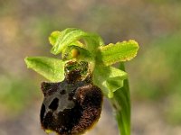 Ophrys argentaria 1, Saxifraga-Hans Dekker