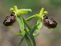Ophrys argentaria 10, Saxifraga-Hans Dekker