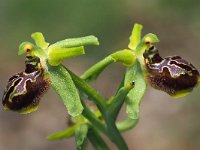 Ophrys argentaria 11, Saxifraga-Hans Dekker