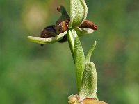 Ophrys argentaria 2, Saxifraga-Hans Dekker