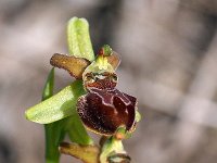 Ophrys argentaria 3, Saxifraga-Hans Dekker