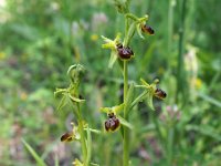Ophrys argentaria 4, Saxifraga-Hans Dekker