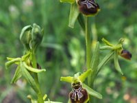 Ophrys argentaria 5, Saxifraga-Hans Dekker