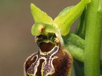 Ophrys argentaria 6, Saxifraga-Hans Dekker