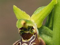 Ophrys argentaria 7, Saxifraga-Hans Dekker