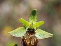 Ophrys argentaria 8, Saxifraga-Hans Dekker