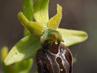 Ophrys argentaria 9, Saxifraga-Hans Dekker