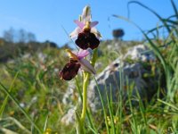 Ophrys argolica ssp biscutella 1, Saxifraga-Ed Stikvoort