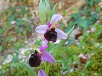 Ophrys argolica ssp biscutella 2, Saxifraga-Ed Stikvoort.tif
