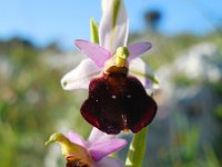 Ophrys argolica ssp biscutella 3, Saxifraga-Ed Stikvoort.tif
