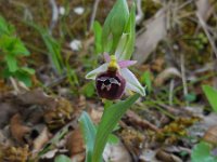 Ophrys argolica ssp biscutella 7, Saxifraga-Ed Stikvoort.tif