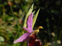 Ophrys argolica ssp biscutella 8, Saxifraga-Ed Stikvoort.tif