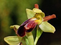 Ophrys arnoldii 1, Saxifraga-Hans Dekker