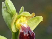 Ophrys arnoldii 2, Saxifraga-Hans Dekker