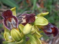 Ophrys arnoldii 3, Saxifraga-Hans Dekker