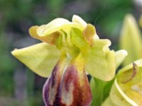 Ophrys arnoldii 4, Saxifraga-Hans Dekker