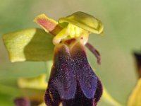 Ophrys arnoldii 5, Saxifraga-Hans Dekker