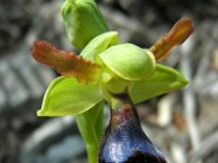 Ophrys atlantica 11, Saxifraga-Ed Stikvoort
