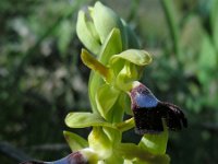 Ophrys atlantica 13, Saxifraga-Ed Stikvoort