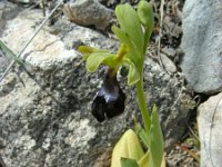Ophrys atlantica 14, Saxifraga-Ed Stikvoort