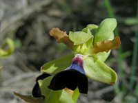Ophrys atlantica 15, Saxifraga-Ed Stikvoort