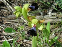 Ophrys atlantica 16, Saxifraga-Ed Stikvoort