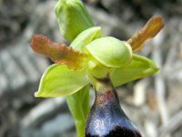Ophrys atlantica 17, Saxifraga-Ed Stikvoort