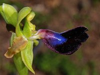 Ophrys atlantica 2, Saxifraga-Hans Dekker
