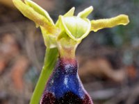 Ophrys atlantica 5, Saxifraga-Hans Dekker