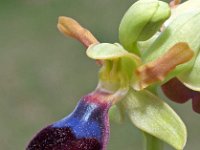 Ophrys atlantica 9, Saxifraga-Hans Dekker