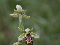 Ophrys attica 1, Saxifraga-Dirk Hilbers