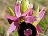 Ophrys aurelia 3, Saxifraga-Hans Dekker