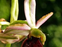 Ophrys aurelia 6, Saxifraga-Hans Dekker