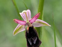 Ophrys aurelia 7, Saxifraga-Hans Dekker